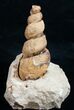 Huge Gastropod Fossil From Morocco #11049-2